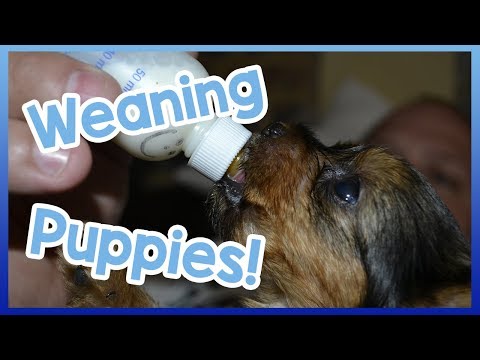 When Should Puppies Start Eating Food?