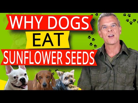 Sunflower Seeds For Dogs (5 Benefits and How Much)