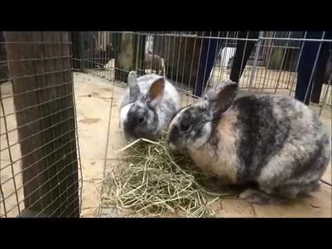 konijnen het verschil tussen ram en voedster